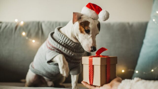 Christmas Gifts For the Pet: Pet-Friendly Treats and Toys